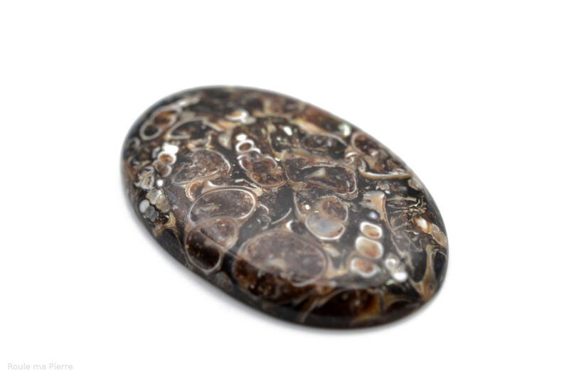 Cabochon agate fossile turitelle