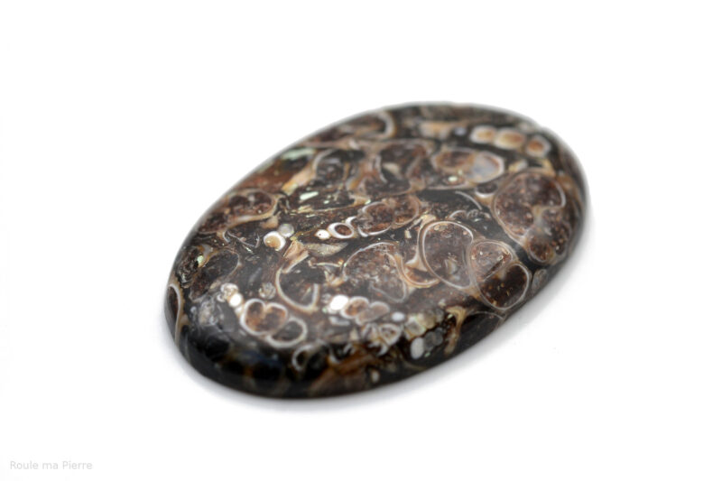 Cabochon agate fossile turitelle