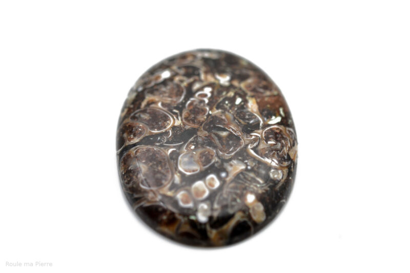 Cabochon agate fossile turitelle