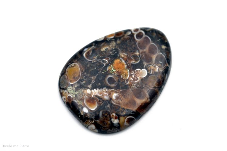 Cabochon Agate fossile turitelle